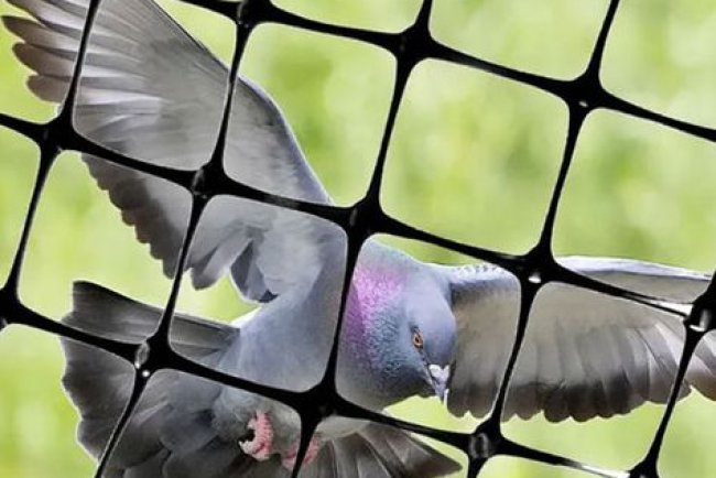 The Impact of Quality Safety Nets on Modern Living Spaces