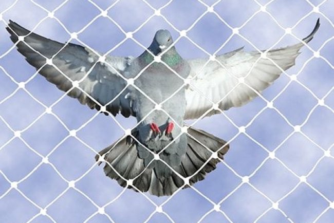 Shield Your Spaces: The Ultimate Guide to Innovative Pigeon Safety Net Installation in 2025